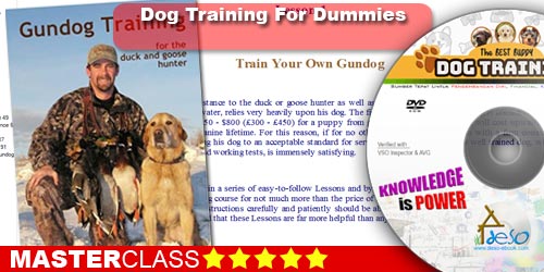 Gun Dog Training