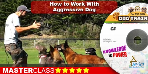 How to Work With Aggressive Dog